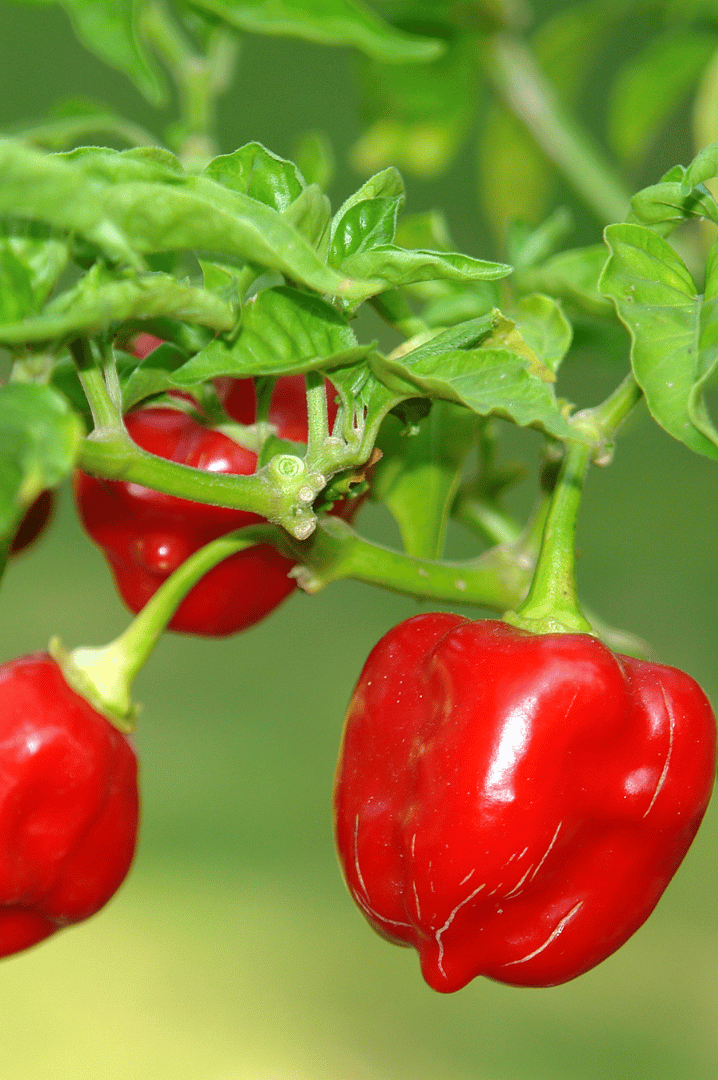 habanero pepper