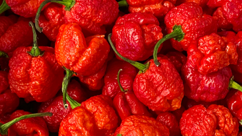 What Is The Spiciest Hot Sauce? | Sheffield Dragon Hot Sauces