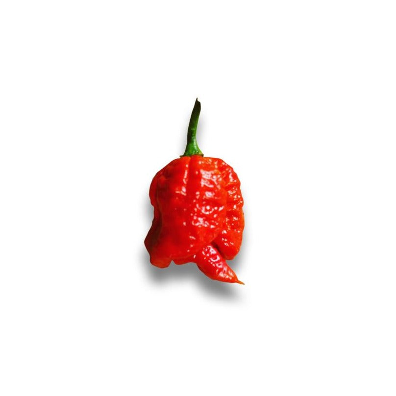 A home grown Trinidad Scorpion Chilli