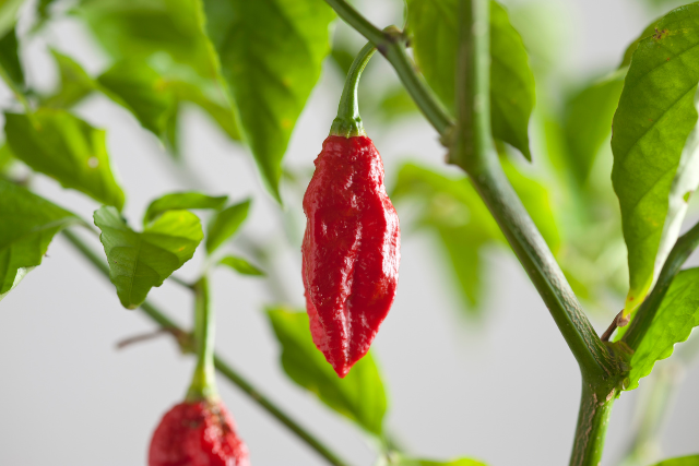 naga chili